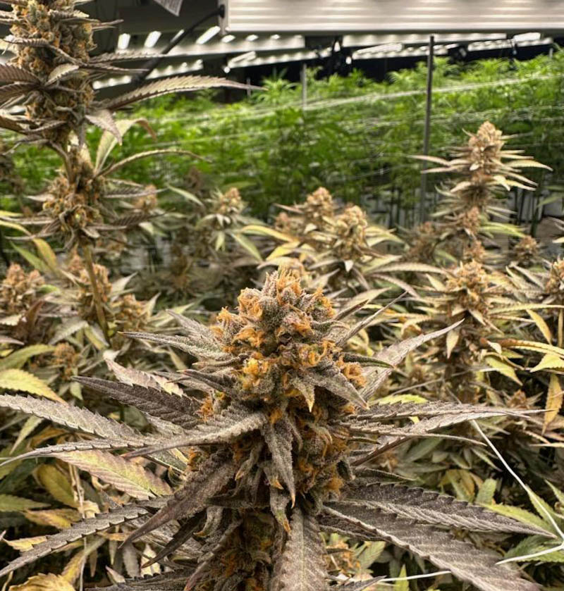 cannabis farming