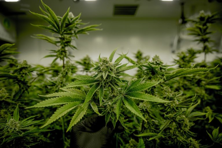 Indoor Vs. Outdoor Grown Cannabis: Does It Make A Difference? | Canna ...