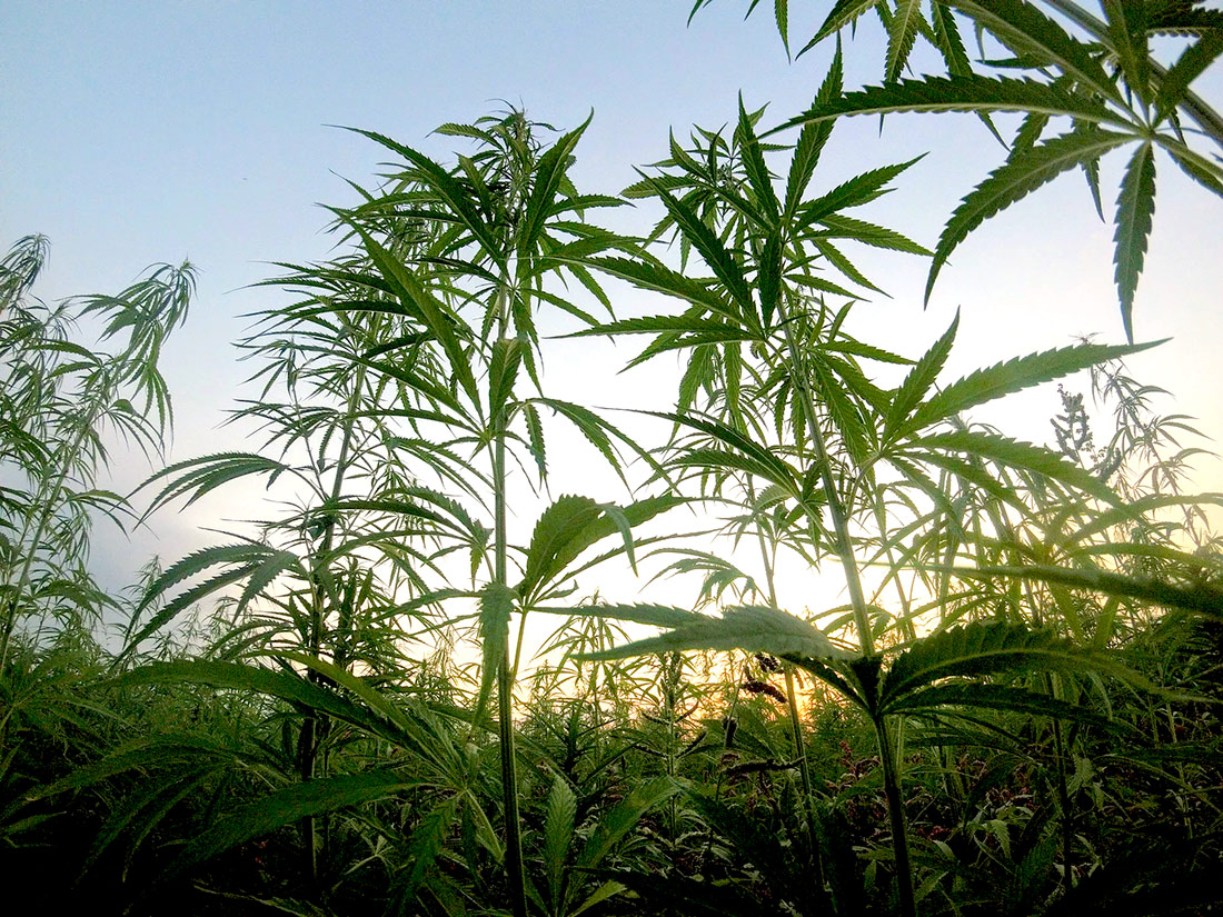 dark-days-camp-and-the-emerald-triangle-canna-culture