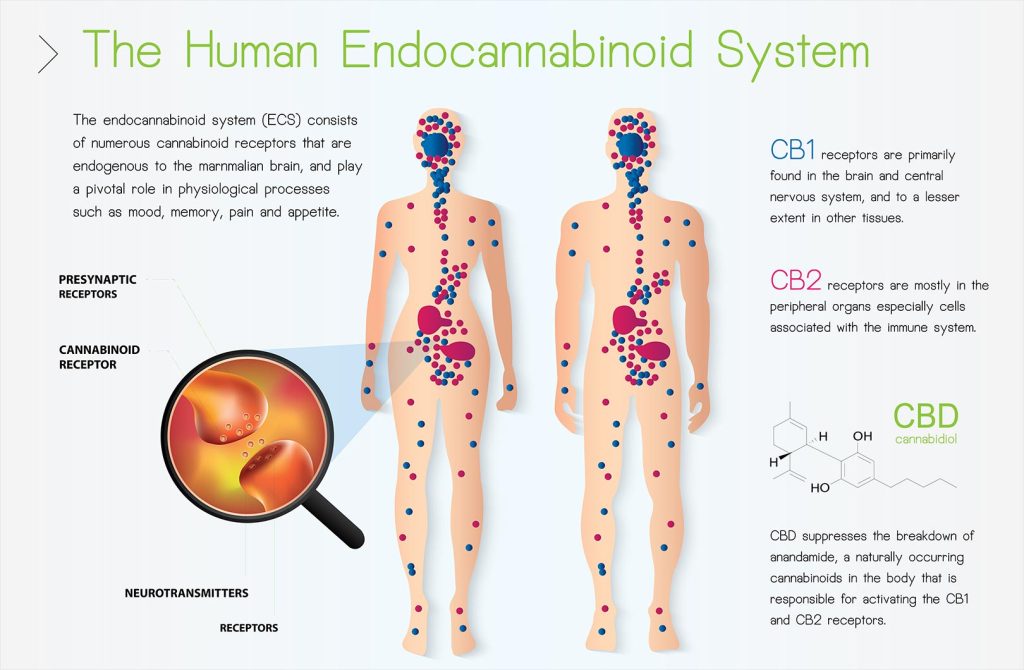 The Human Endocannabinoid System. Canna Culture Collective 